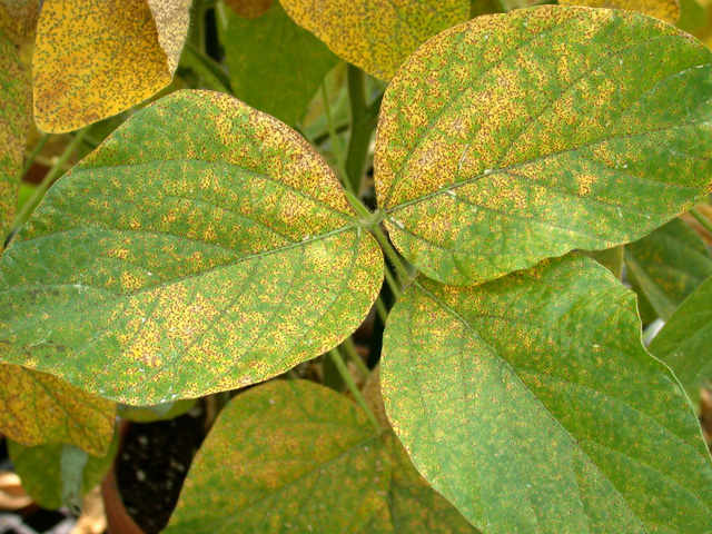 The distinctive yellowing of soybean rust-infected leaves is hard to miss. But plant pathologists worry that after national funding to monitor it disappears next year, farmers could someday be caught off guard by the disease. (DTN file photo)